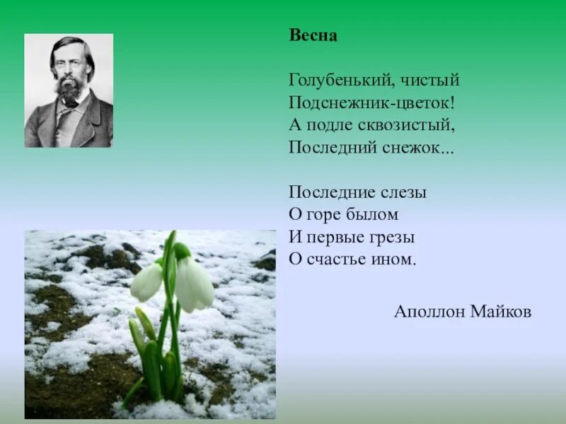 Стихи о весне русских поэтов 4 класса. Аполлон Майков голубенький чистый. Майков голубенький чистый Подснежник. Майков голубенький чистый Подснежник цветок стихотворение.