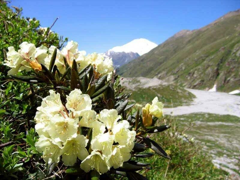 Рододендрон в Приэльбрусье. Рододендрон Эльбрус. Рододендрон Чегет. Рододендрон кавказский Чегет.