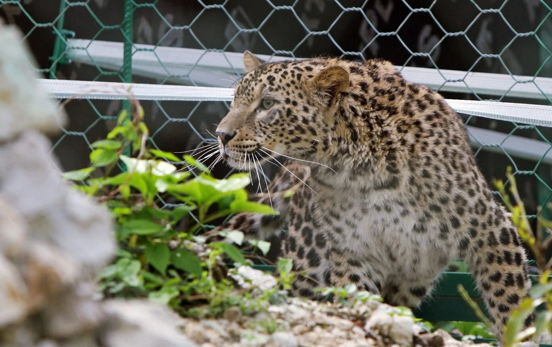 Леопард в городе. Леопард в городе. Пума ягуар леопард пантера. Леопард в городе. Леопарды нападают на людей.