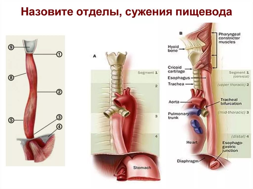 Пищевод 3 части. Анатомические сужения пищевода анатомия. Физиологические сужения пищевода анатомия. Глоточное сужение пищевода.