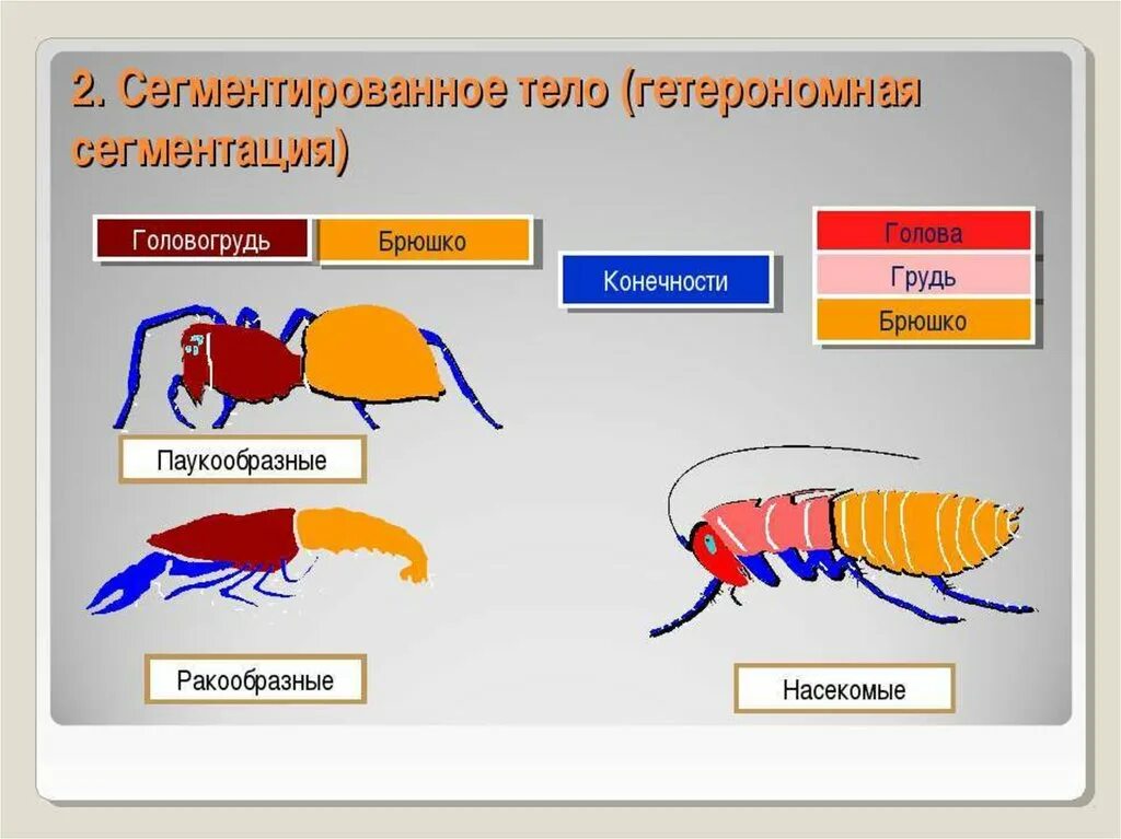 Членистоногие черви примеры. Сегментация тела ракообразных. Сегментация членистоногих. Сегменты тела членистоногих. Конечности членистоногих.
