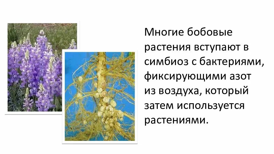 Бобовые растения. Цветок семейства бобовые. Класс бобовых растений. Семейство бобовые представители.