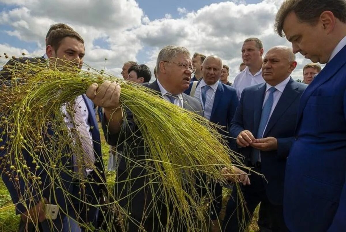 Что хорошо растет в россии. Сбор льна. Лен сельскохозяйственная культура. Поля льна в России.