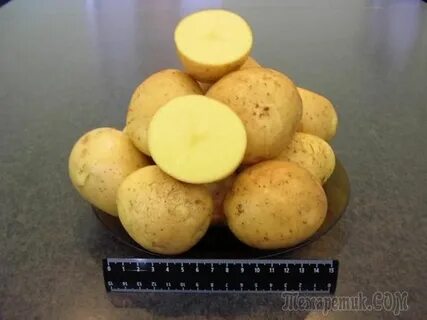 Получаемые продукты картофеля