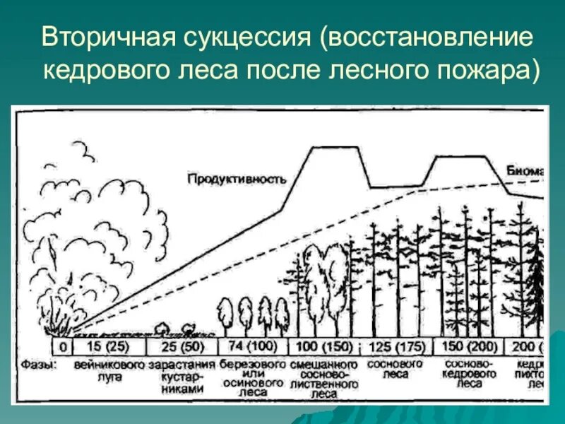 Последовательность увеличения биологической продуктивности природных зон. Вторичная сукцессия озеро. Динамика экосистем сукцессия. Зарастание вырубки сукцессия. Первичная и вторичная сукцессия.