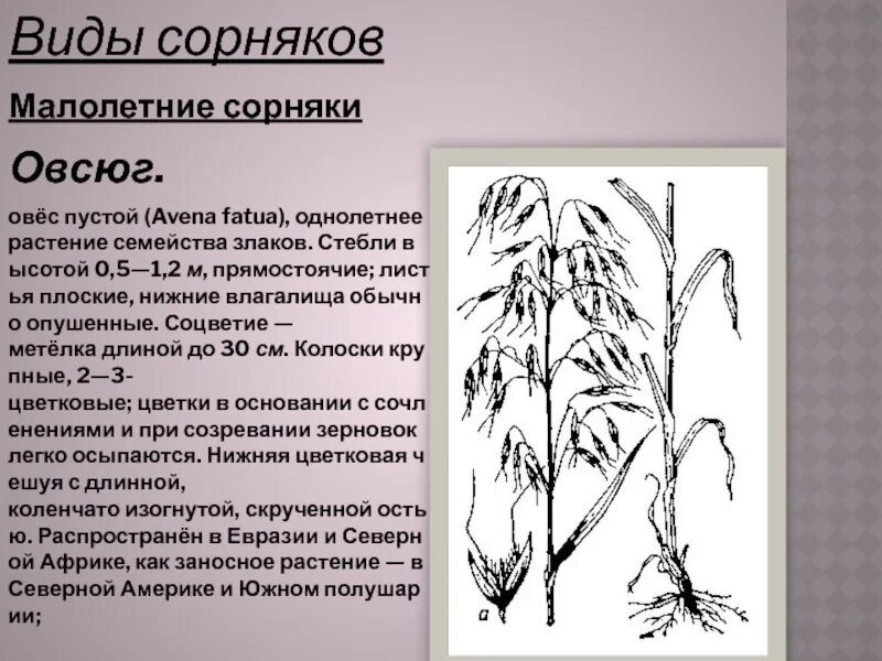 Овес двудольный. Сорняк овсюг биологическая группа. Овсюг сорняк характеристика. Овсюг обыкновенный сорняк. Овес стебель растения.