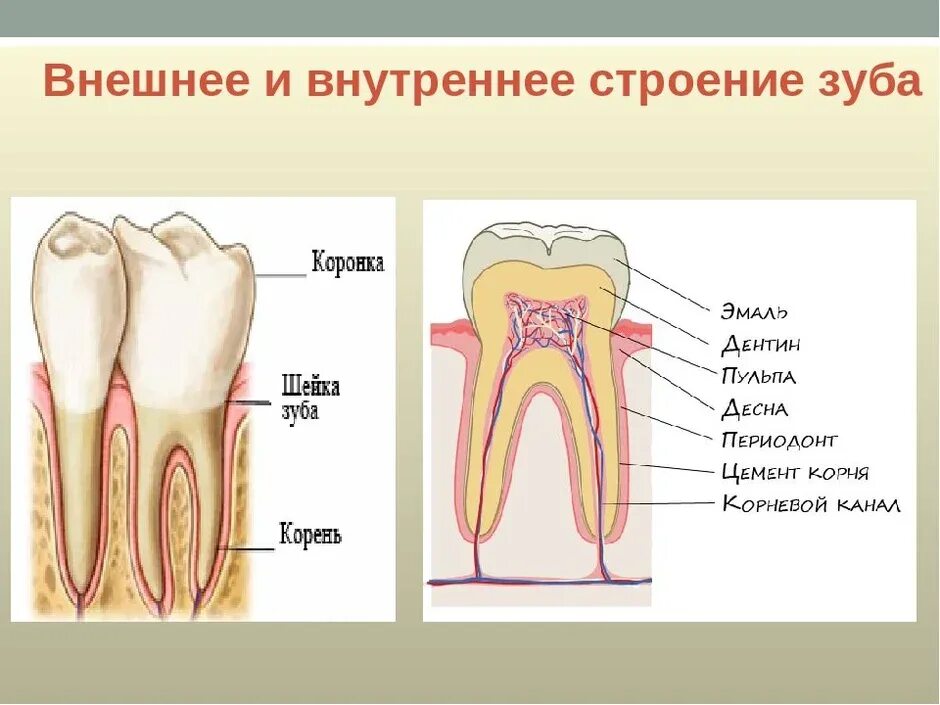 Рассмотрите внутреннее строение зуба человека какие структуры