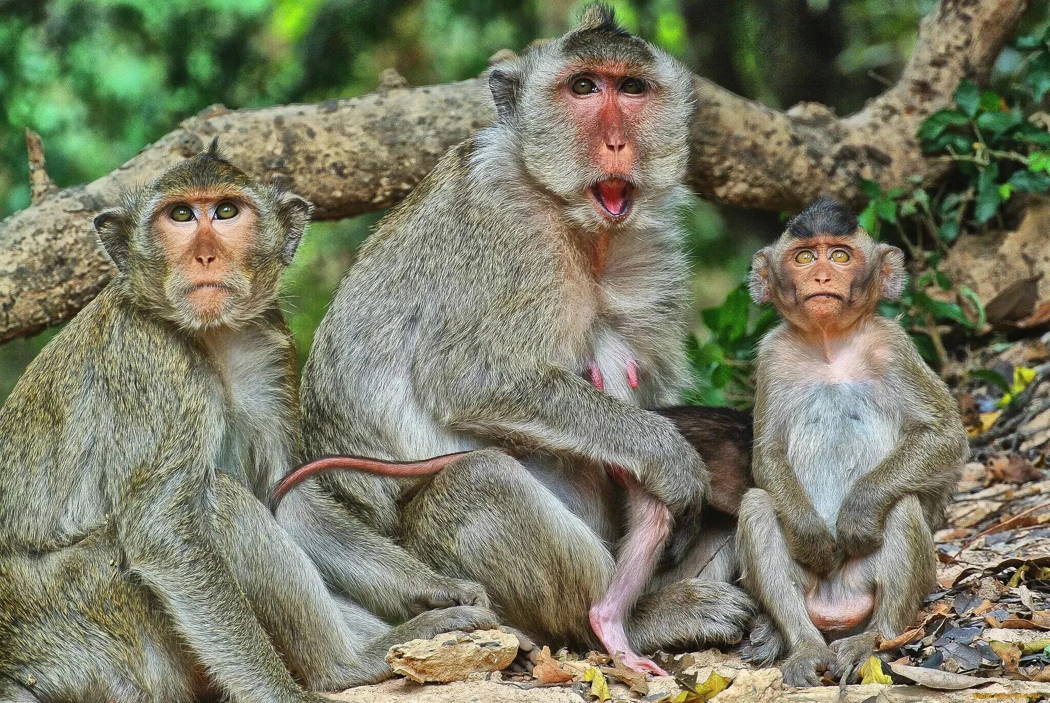 After monkeys