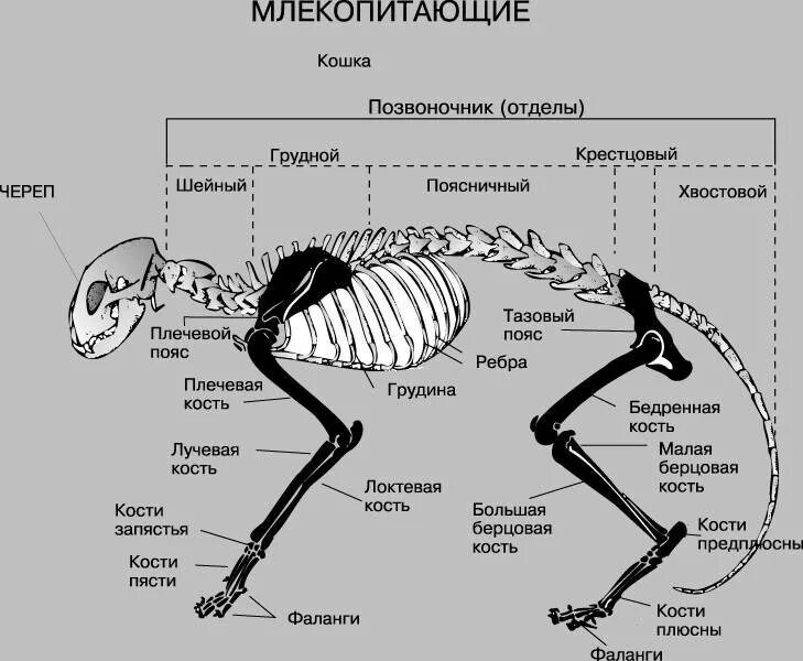 Скелет задней конечности млекопитающего отделы. Строение скелета задней конечности млекопитающих. Отделы скелета млекопитающих позвоночник. Скелет млекопитающего 8 класс биология.