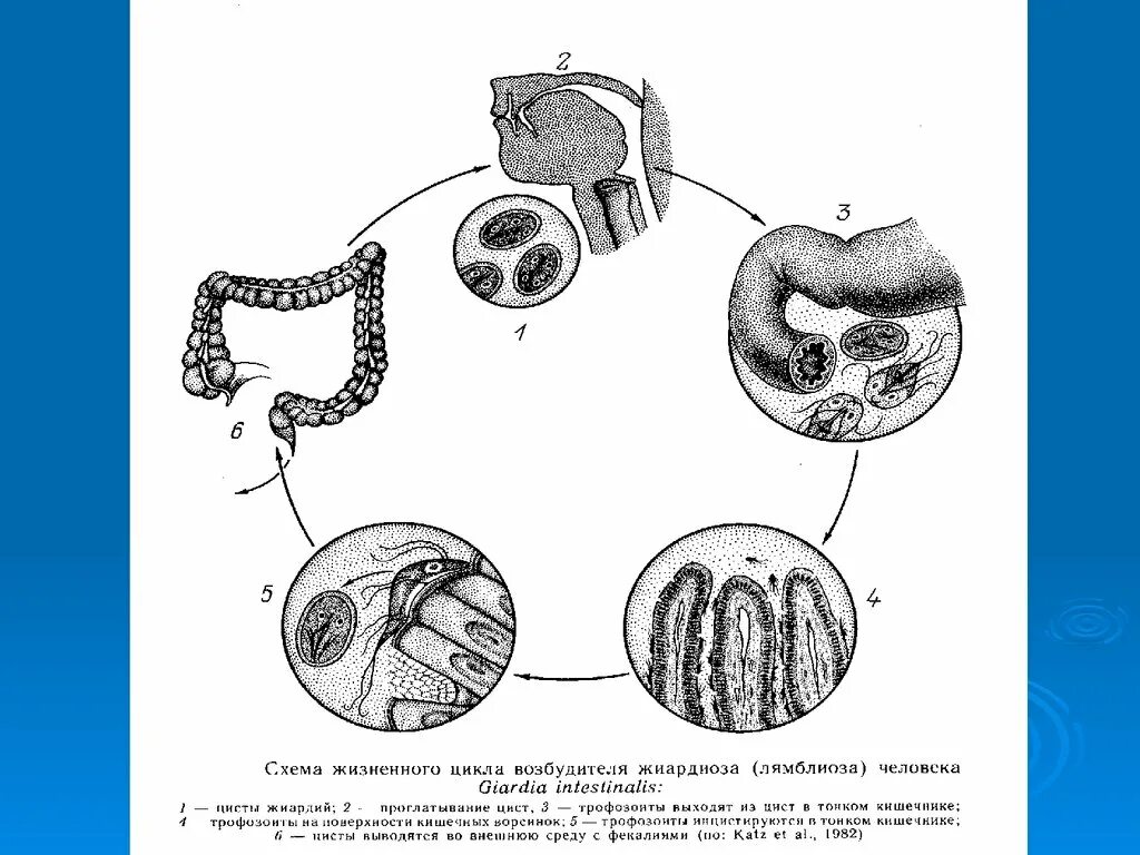 Жизненный цикл возбудителя. Бластоцистис жизненный цикл. Жизненный цикл возбудителя лямблиоза. Лигула интестиналис жизненный цикл. Бластоцистоз возбудитель.