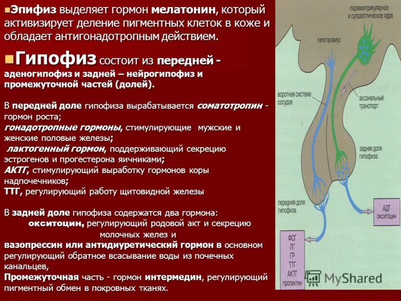 Эпифиз выделяет гормон. Шишковидная железа выделяет гормон. Шишковидное тело выделяет гормон. Гормонов продуцируется эпифизом.