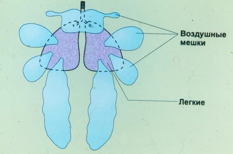 Имеют ли легкие птицы. Воздуховодные мешки у птиц. Легкие с воздушными мешками. Воздушетц мешки у птиц. Легкие и воздухоносные мешки птицы.