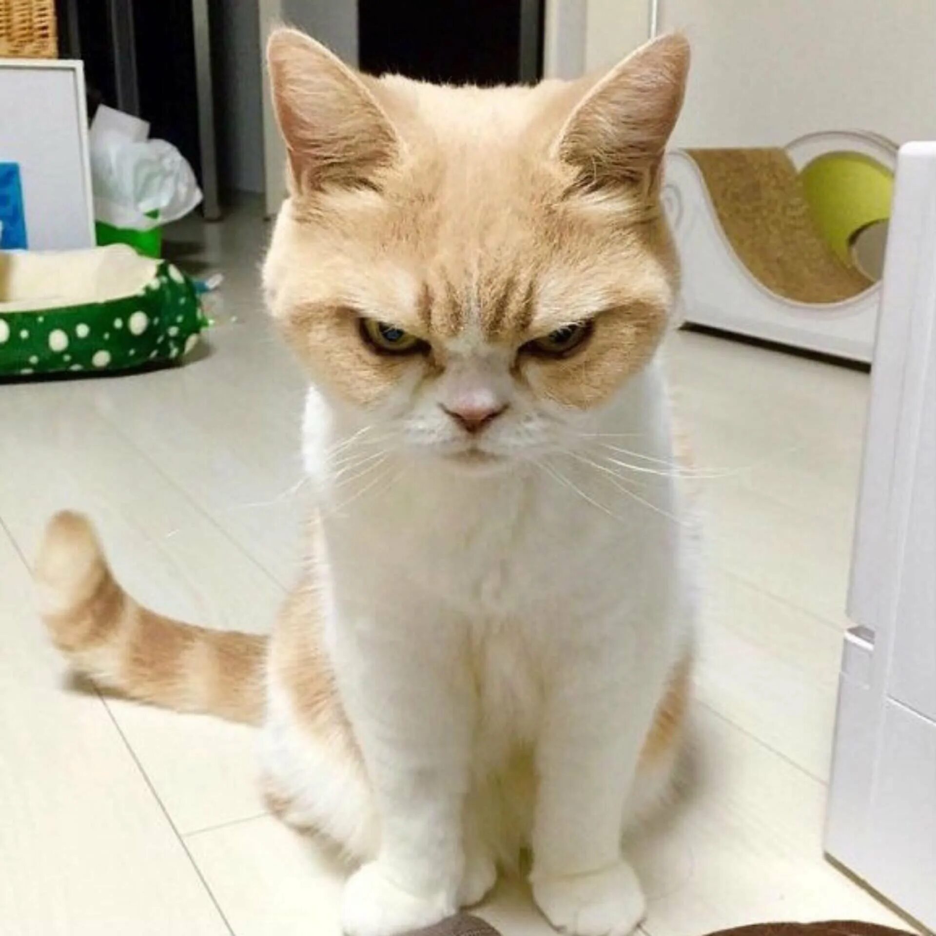 Немного кота