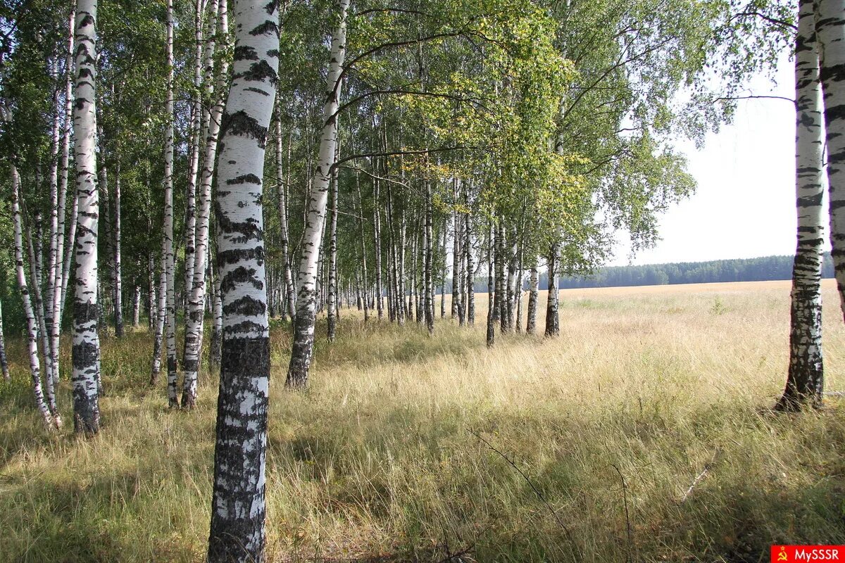 берёзовая роща красноуфимск. опушка березового леса.