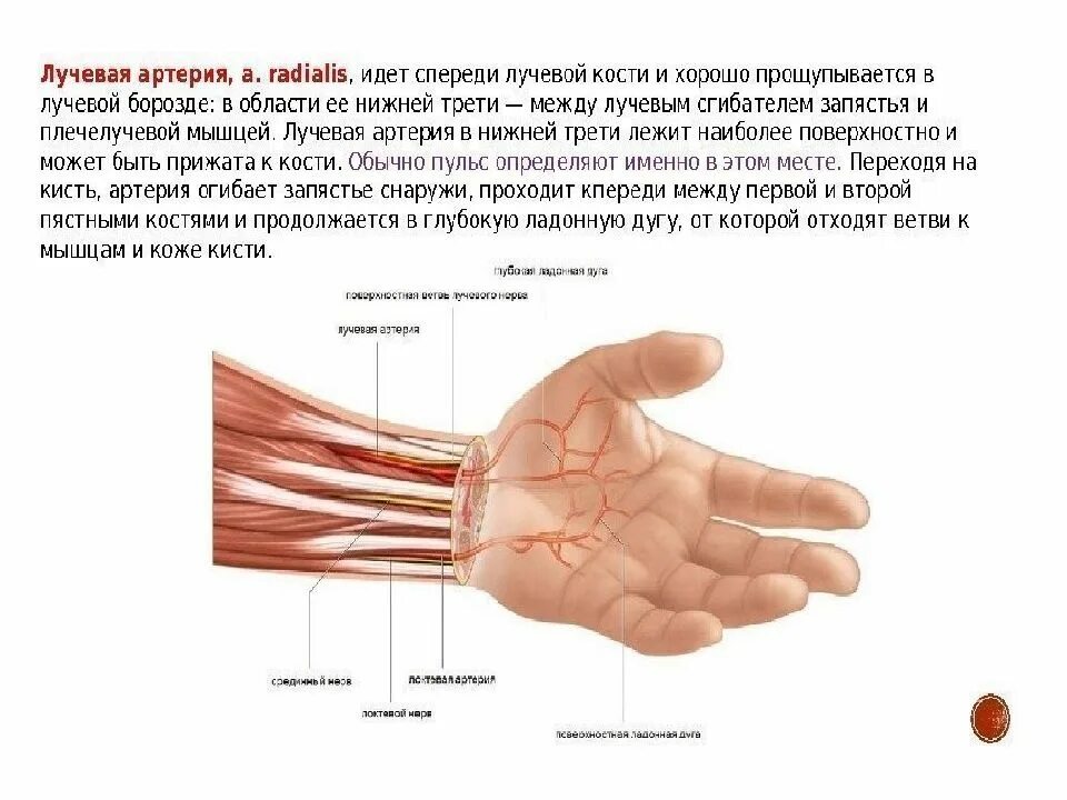 Правая лучевая артерия