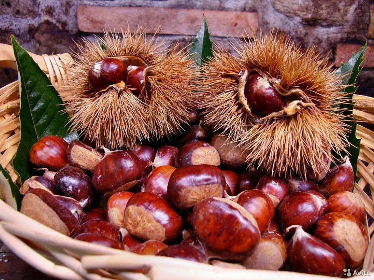 Лесной орех и каштан. Каштан орех горький. Съедобен ли орех. Съедобен ли орех. Съедобен ли орех.