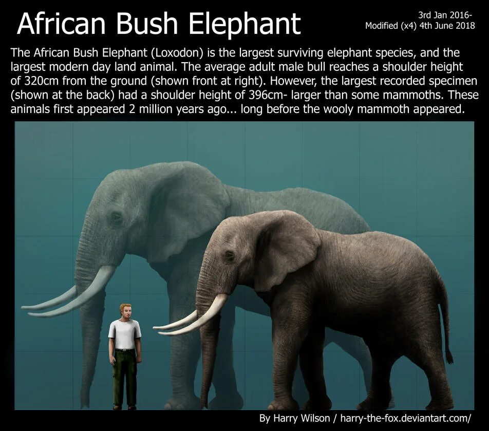 Саванновый Африканский слон. African Bush. Bush Elephant Size. Лань и слониха.