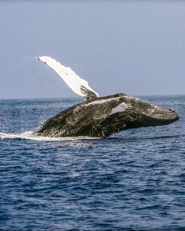 Какой странный случай 6 букв. Хлестаков ревизор. Сканворды. Кита выбросило на берег мурманск. Какой странный случай 6 букв.