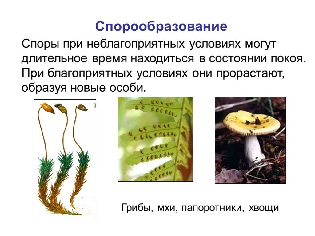 Благоприятные условия для споры. Бактерия образует споры при благоприятных условиях. Спорообразование у мхов. Спорообразование у мхов и папоротников.