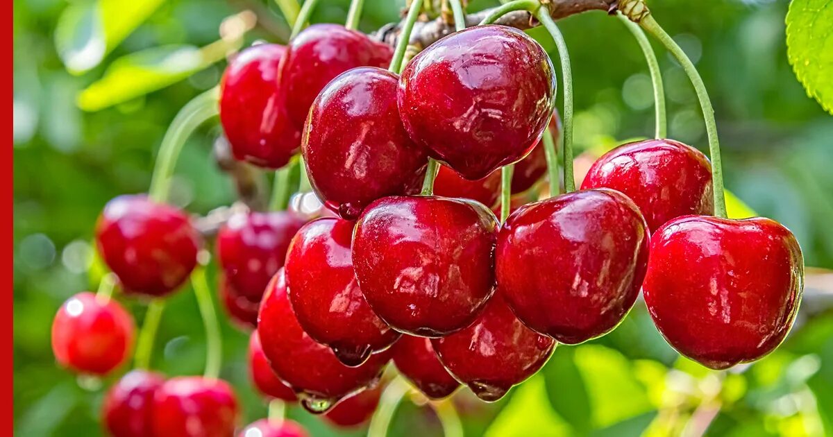 Вишня. Почему вишенка. Вишня шубинка фото. Вишня фото маленькое. Вишня с косточкой.