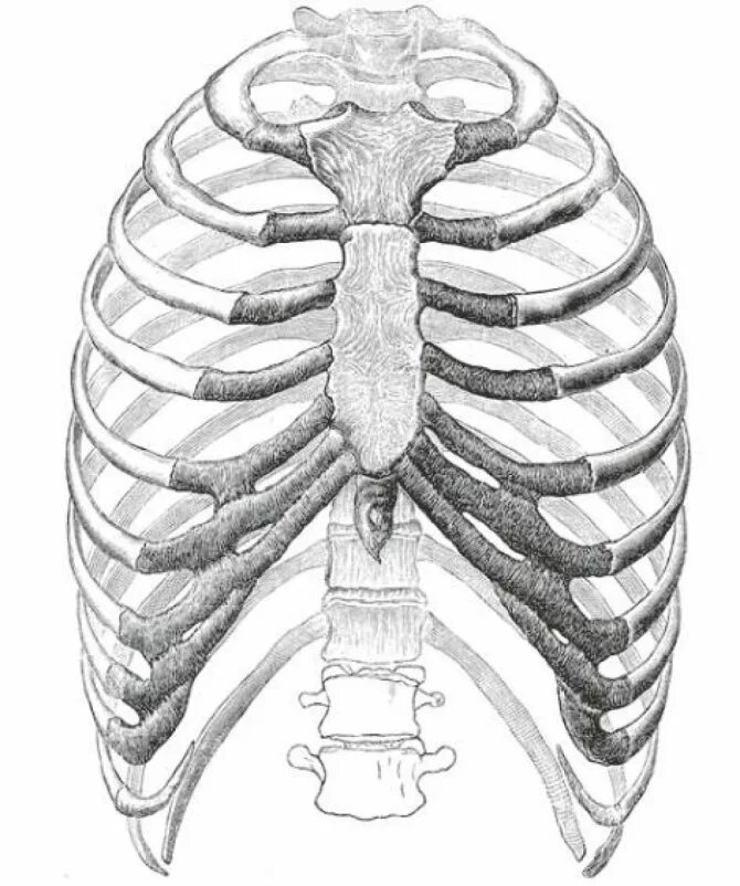 Грудная клетка с ребрами и грудиной. Анатомия ребер грудной клетки. Кости грудной клетки человека анатомия. Apertura Thoracis Superior анатомия.
