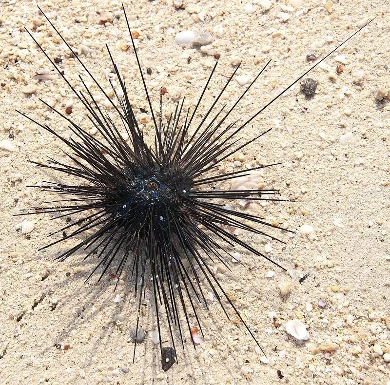 Морской еж глаза. Колючий морской еж. Урчин морской еж. Морской еж в черном море. Морской ёж малек.
