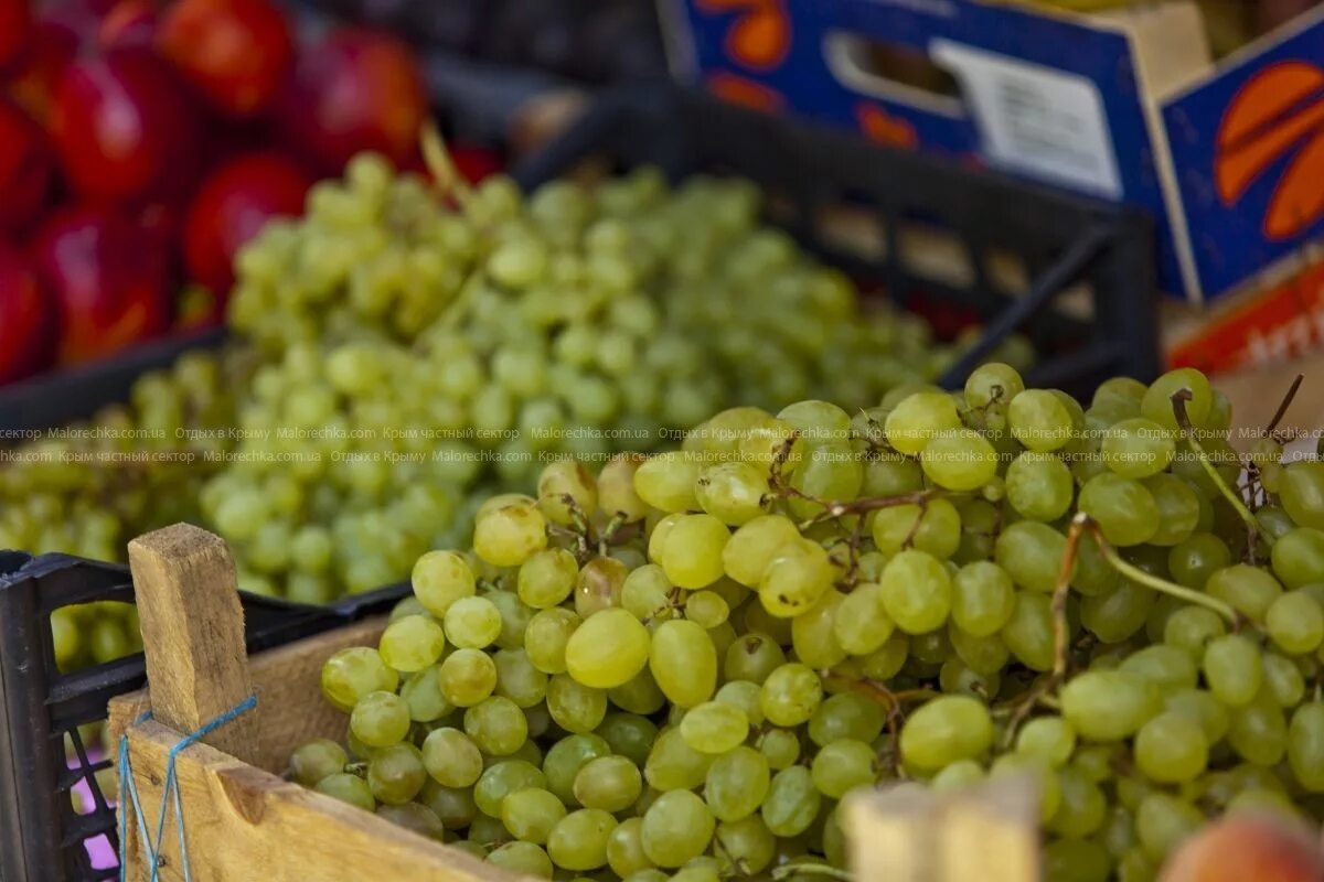 питомники крым. магазин беккер саженцы винограда. питомник растений в крыму. саженцы крыма каталог. садовод крыма питомник саженцы.