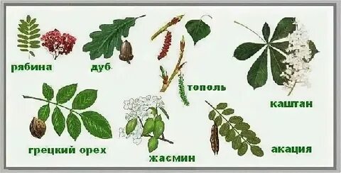 Орех простой или сложный