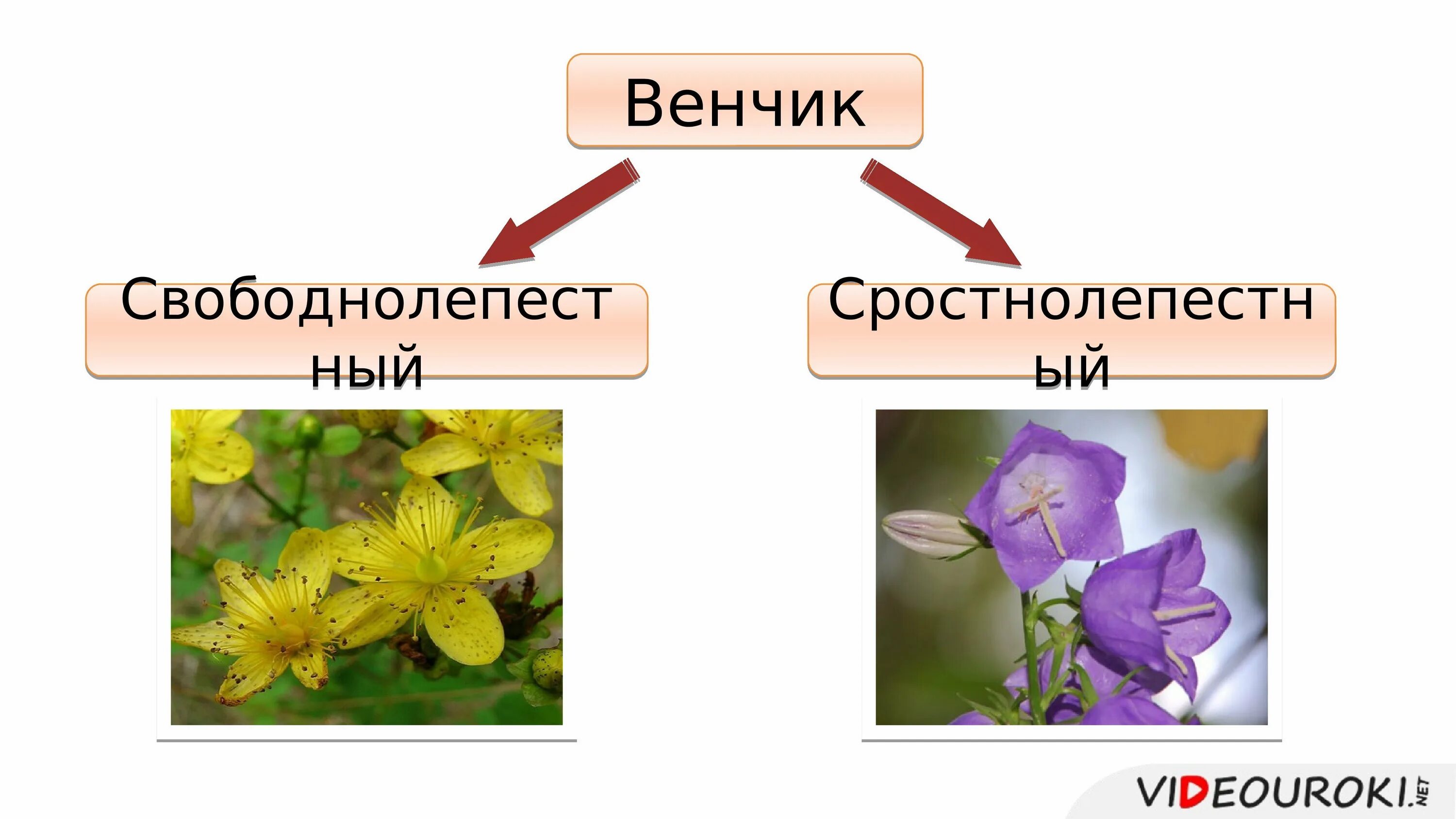 Типы спайнолепестного венчика. Раздельнолепестный венчик. Околоцветник чашечка и венчик. Сростнолепестный околоцветник. Спайнолепестной венчик растения.