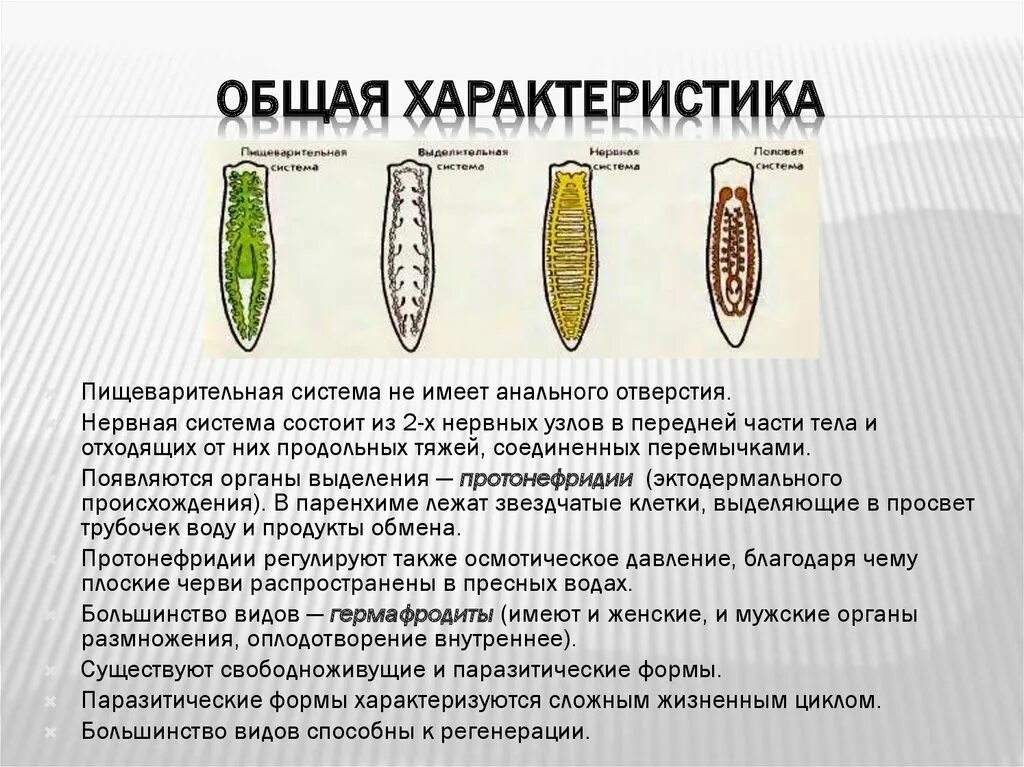 Строение пищеварительной системы плоских червей. Тип плоские черви пищеварительная система. У плоских червей есть пищеварительная система. Тип пищеварительной системы у плоских червей.