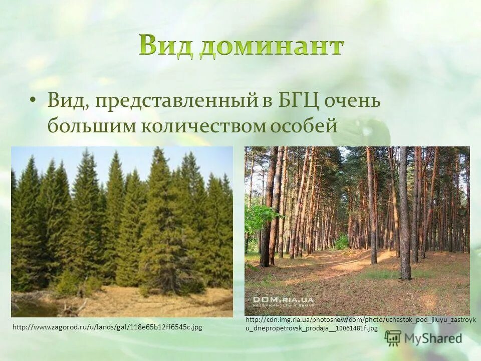 Средообразователи в природных сообществах 5 класс. Видовая структура соснового леса. Виды средообразователи это. Растения виды средообразователи. Средообразователи в природных сообществах 5 класс.