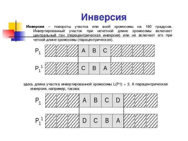 Инверсия поворот участка хромосомы на 180 градусов. Инверсия в биологии примеры. Поворот участка хромосомы на 180 гр. Поворот участка хромосомы на 180° (инверсия). Поворот хромосом на 180 градусов