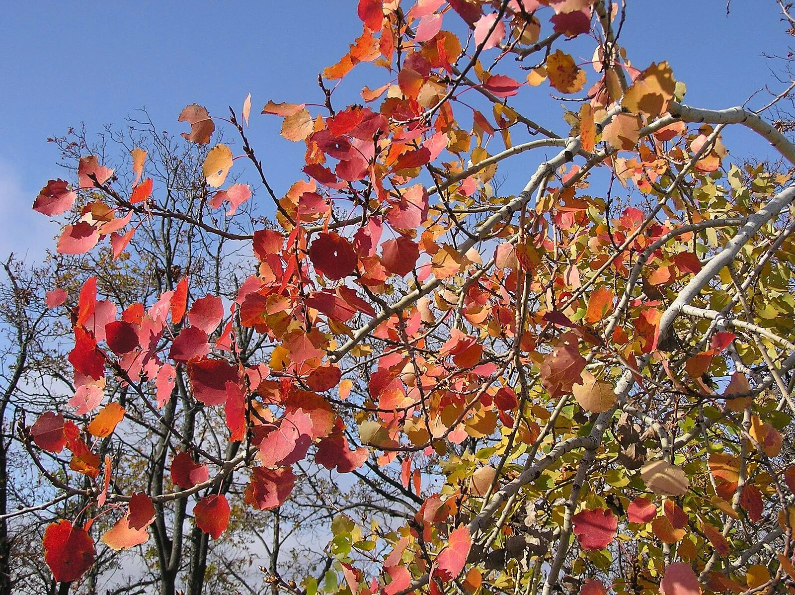 Осина дерево. Осенняя осина. Осина обыкновенная (Pópulus trémula). Осина Populus tremula листья. Осинка листья осенью