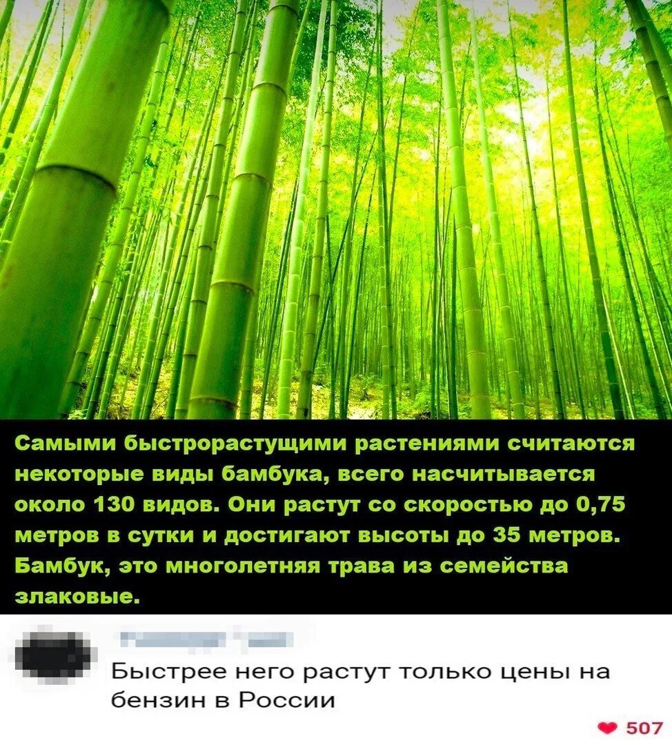За сколько часов вырастает бамбук. Самая быстрорастущее растения бамбук. Как растет бамбук. Самый быстрорастущий бамбук. Рост бамбука.