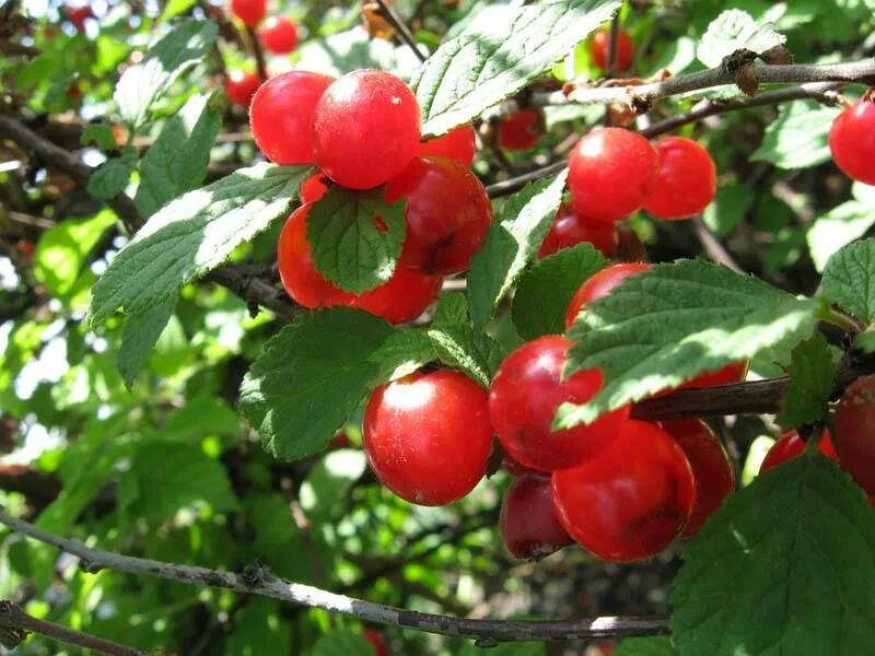 Вишня войлочная Натали куст. Вишня войлочная Даманка. Вишня войлочная Урожайная. Вишня войлочная огонек (с2). Войлочная натали