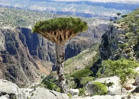Остров сокотра