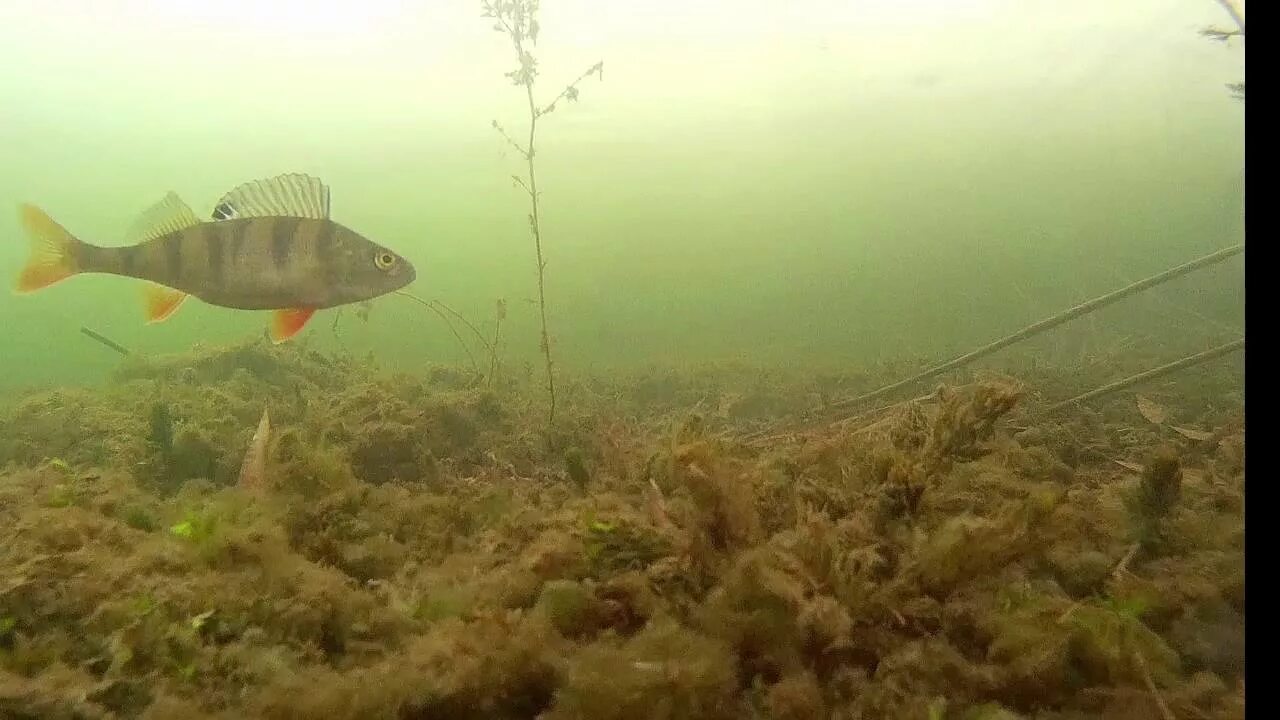 окунь подводная съемка. окунь подводная съемка. подводная съемка рыбы. рыба подо льдом. рыбы под водой.