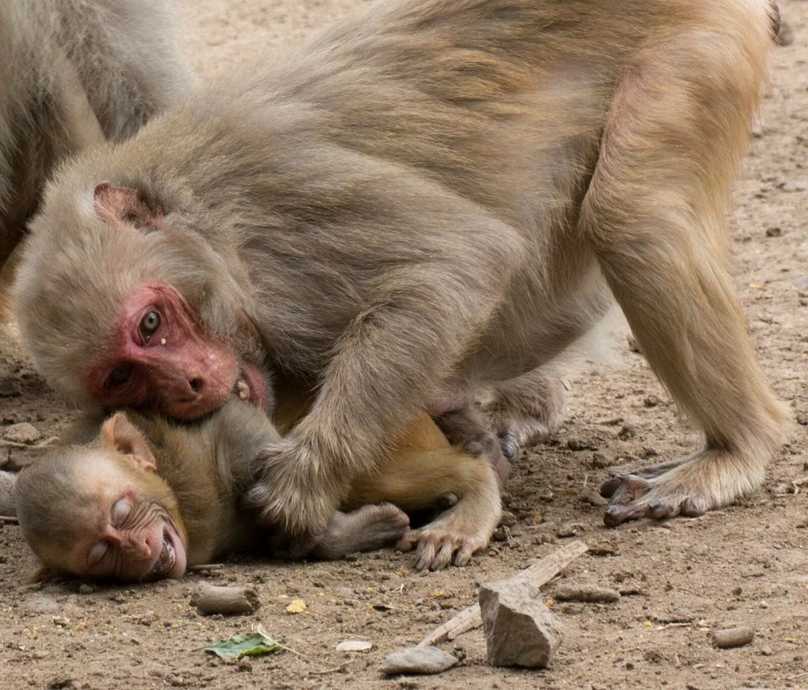 Почему убивают обезьян. Обезьяне вернули детеныша. Жестокое обращение с макаками. Обезьяна макака резус. Почему убивают обезьян.