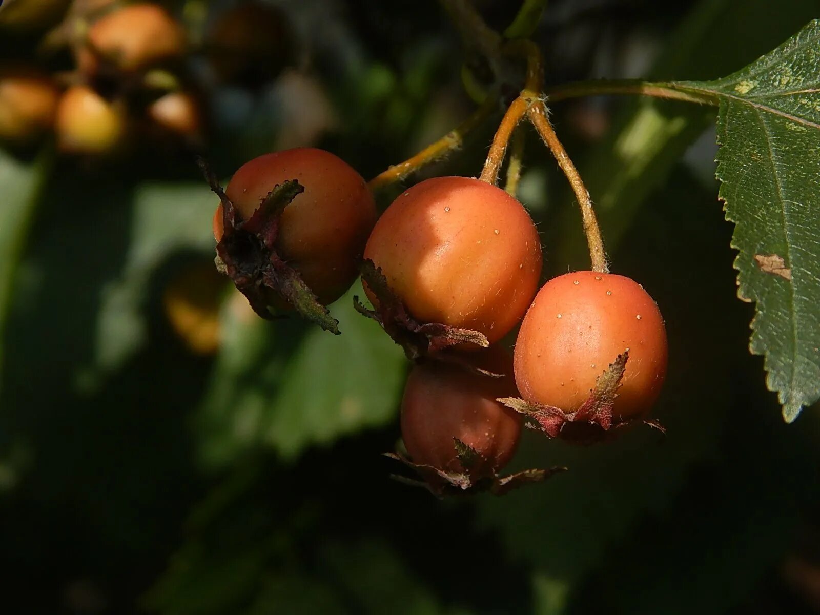 Черный боярышник чем полезен. Боярышник арнольда crataegus arnoldiana. боярышник punicea. боярышник с черными ягодами. боярка.