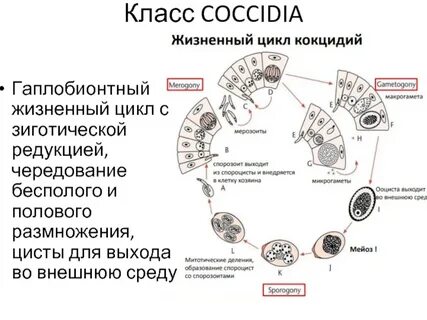 Циклы родов