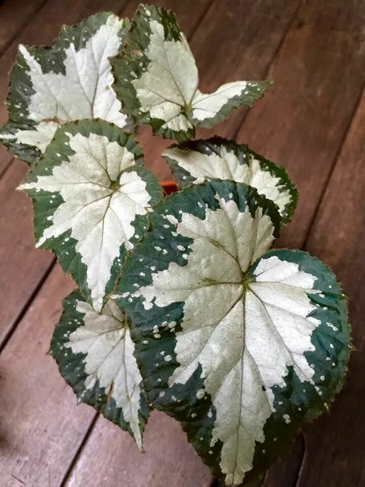 Бегония королевская рекс. Бегония перл де париж. Бегония argenteo guttata. Бегония квин олимпус. Бегония с серебристыми листьями.