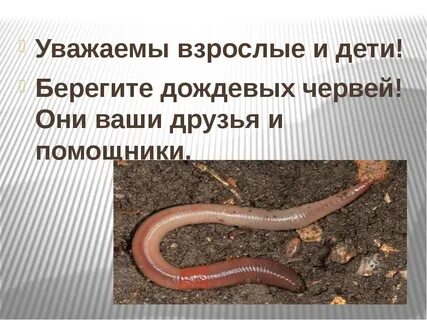 Дождевые черви функциональная грамотность 3 класс презентация