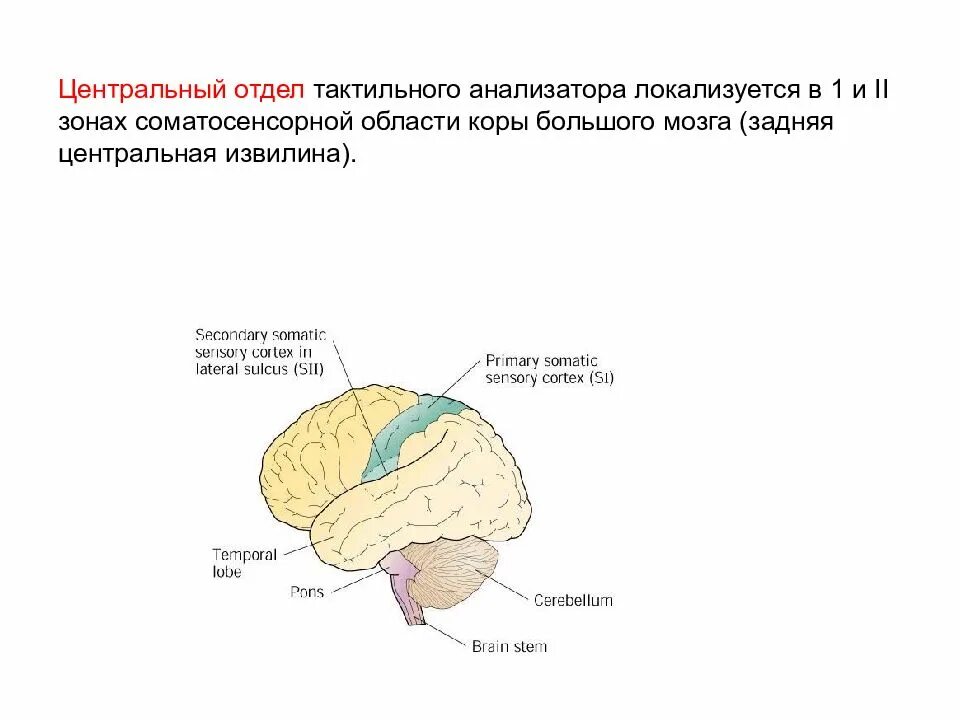 Центры анализаторов в коре головного мозга. Корковый отдел тактильного анализатора. Где находится Центральный отдел тактильного анализатора. Тактильный анализатор температурный анализатор. Кожный тактильный анализатор строение.