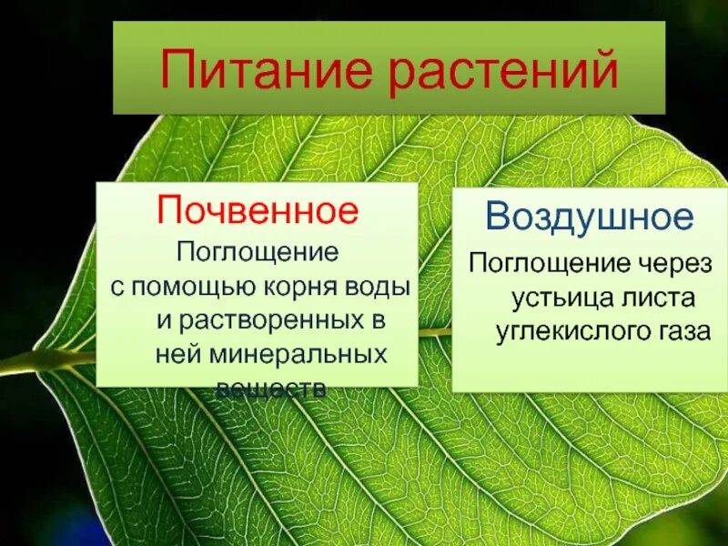 Минеральное питание клеток. Почвенное питание растений 6 класс биология. Почвенное и воздушное питание растений. Воздушное питание и почвенное питание растений. Процесс воздушного питания растений.