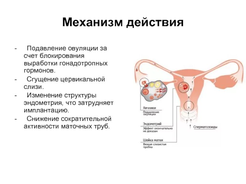 Подавление овуляции сгущение цервикальной слизи. Подавление овуляции контрацептивами. Овуляция гормоны. Механизм действия Кок. Овуляция предохранение