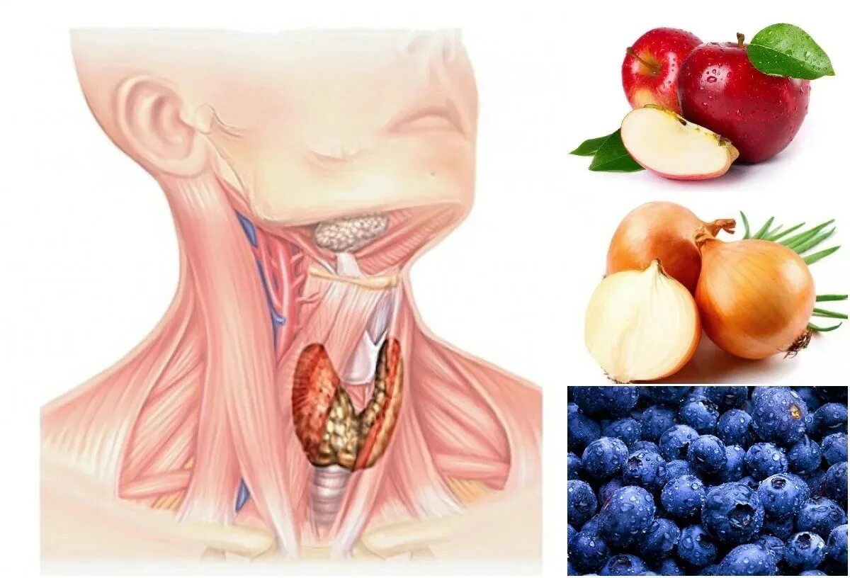 Продукты для щитовидной. Пища для щитовидной железы. Полезные продукты для шишковидки. Зоб ахан