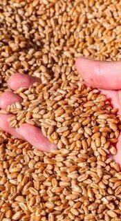 Черкесск, Карачай-Черкесия сауналарындағы жасырын камера порно