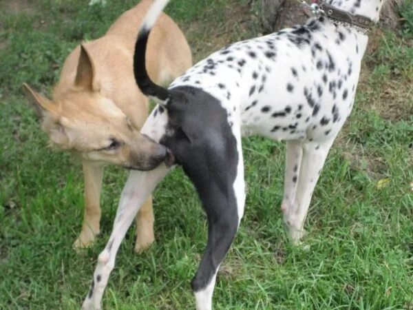 Половые органы кролика мальчика. Вязка у собак. Льва за яйца. Спаривание кошек. Как происходит спаривание у котов.
