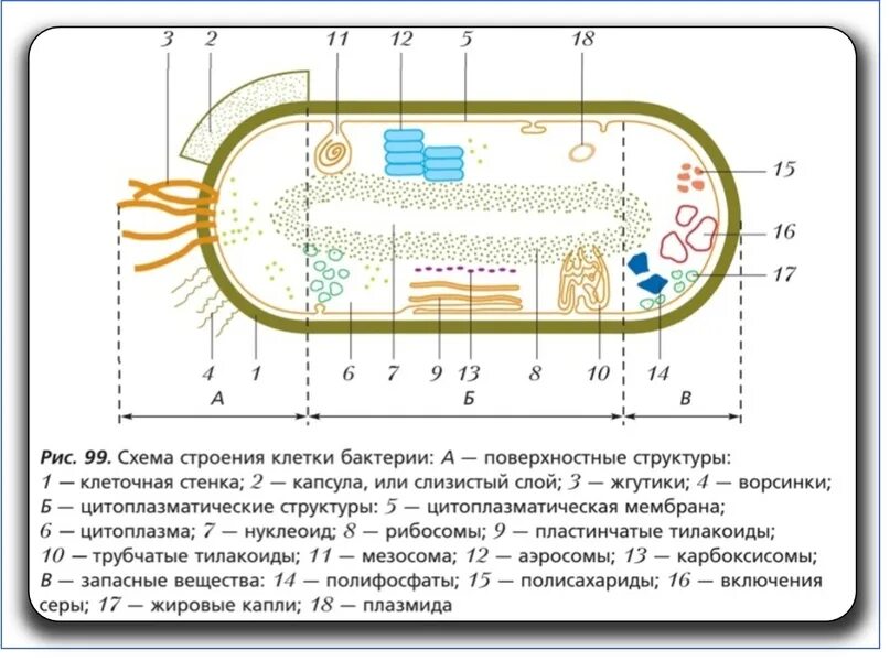 Строение бактериальной клетки ЕГЭ биология. Схема строения бактериальной клетки биология. Строение бактериальной клетки ЕГЭ. Схема капсулы бактериальной клетки. Строение клетки бактерии 7 класс