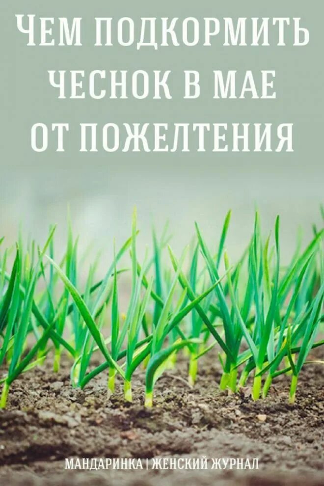 Чем удобрить чеснок весной после всхода. Подкормить чеснок. Подкормить чеснок в мае. Подкормка чеснока в мае. Чеснок подкормить в мае от пожелтения.